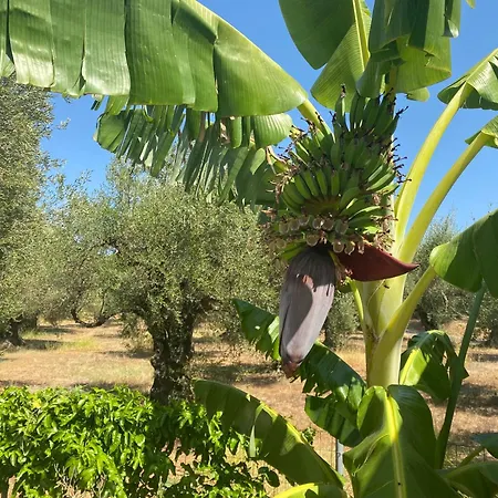 Daire Black Pearl Zakynthos *